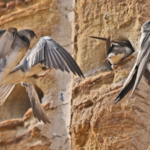 Sand_Martins_Thrive_as_Yangtze_Construction_Pauses_for_Nature - Khabar Asia Sand_Martins_Thrive_as_Yangtze_Construction_Pauses_for_Nature