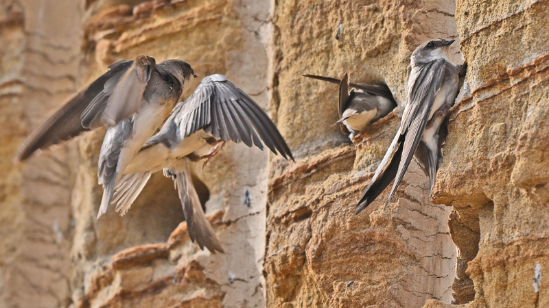 Sand_Martins_Thrive_as_Yangtze_Construction_Pauses_for_Nature