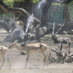 Severe_Heatwave_Grips_Delhi_and_Indian_Regions_as_Temperatures_Soar - Khabar Asia Severe_Heatwave_Grips_Delhi_and_Indian_Regions_as_Temperatures_Soar