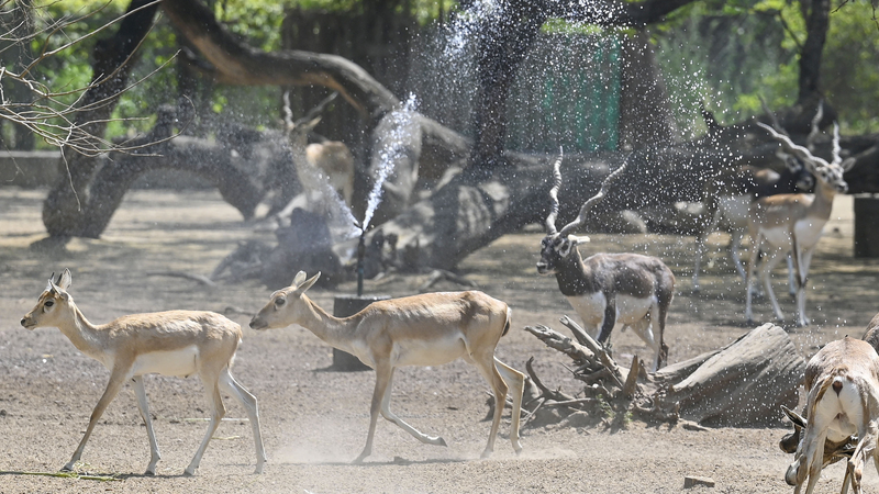 Severe_Heatwave_Grips_Delhi_and_Indian_Regions_as_Temperatures_Soar