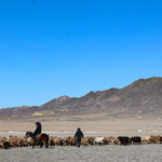 Sheep_Herds_in_Xinjiang_Ride__Special_Buses__for_Spring_Migration video poster