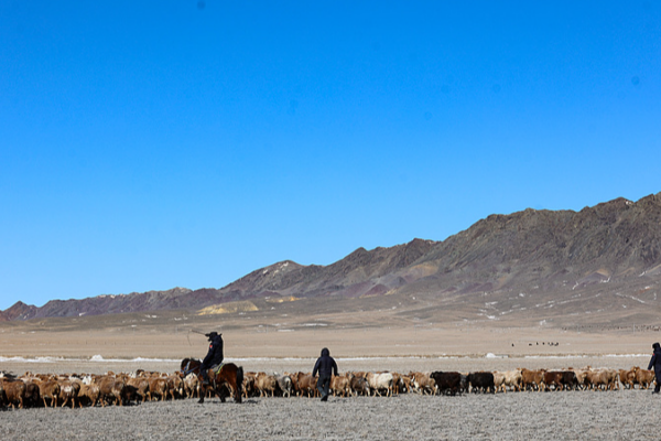 Sheep Herds in Xinjiang Ride ‘Special Buses’ for Spring Migration Sheep_Herds_in_Xinjiang_Ride__Special_Buses__for_Spring_Migration video poster