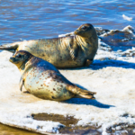 Spotted_Seals_Thrive_in_China_s_Coastal_Wetlands_as_Conservation_Efforts_Pay_Off - Khabar Asia Spotted_Seals_Thrive_in_China_s_Coastal_Wetlands_as_Conservation_Efforts_Pay_Off