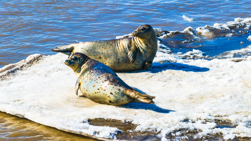 Spotted_Seals_Thrive_in_China_s_Coastal_Wetlands_as_Conservation_Efforts_Pay_Off