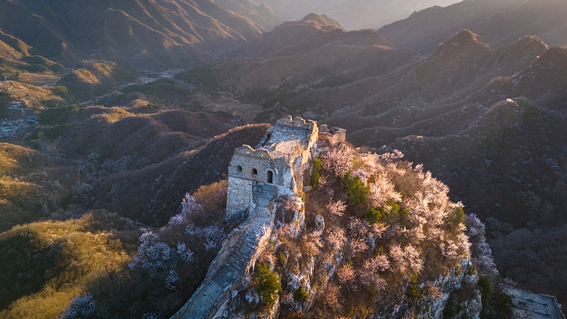 Spring_Blooms_Transform_Great_Wall_s_Jiankou_Section_into_Floral_Wonderland