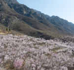 Taihang_Mountains_Awash_in_Peach_Blossoms_as_Spring_Arrives_poster - Khabar Asia Taihang_Mountains_Awash_in_Peach_Blossoms_as_Spring_Arrives video poster