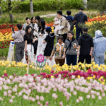 Taiyuan_s_Tulip_Extravaganza_Blossoms_into_Spring_Spectacle_poster - Khabar Asia Taiyuan_s_Tulip_Extravaganza_Blossoms_into_Spring_Spectacle video poster