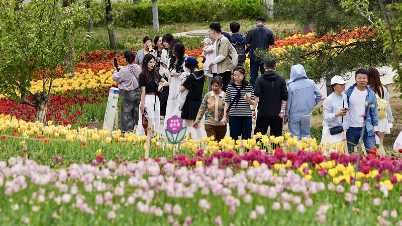 Taiyuan_s_Tulip_Extravaganza_Blossoms_into_Spring_Spectacle video poster