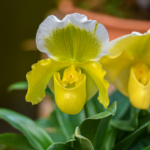 Tech_Revival__Rare_Flower_Reborn_in_South_China_s_Karst_Caves