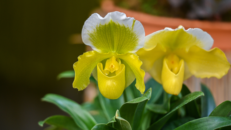 Tech_Revival__Rare_Flower_Reborn_in_South_China_s_Karst_Caves - Khabar Asia Tech_Revival__Rare_Flower_Reborn_in_South_China_s_Karst_Caves