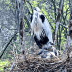 Tree_Top_Nurseries_Bustle_as_Grey_Herons_Thrive_in_Shanxi_poster - Khabar Asia Tree_Top_Nurseries_Bustle_as_Grey_Herons_Thrive_in_Shanxi video poster