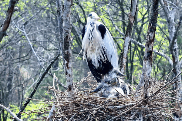 Tree-Top Nurseries Bustle as Grey Herons Thrive in Shanxi Tree_Top_Nurseries_Bustle_as_Grey_Herons_Thrive_in_Shanxi video poster
