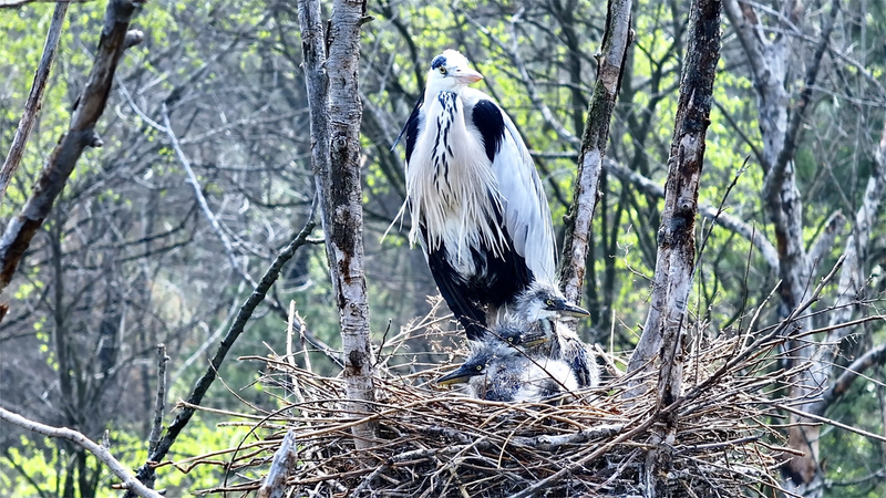Tree_Top_Nurseries_Bustle_as_Grey_Herons_Thrive_in_Shanxi video poster