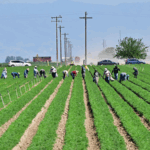 U_S__Farmers_Face__National_Travesty__as_Tariff_Fallout_Deepens