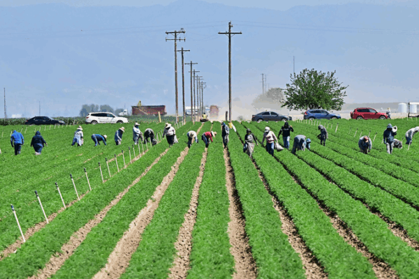U.S. Farmers Face ‘National Travesty’ as Tariff Fallout Deepens U_S__Farmers_Face__National_Travesty__as_Tariff_Fallout_Deepens