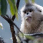 Journey into China’s Rare Wildlife with CGTN’s Earth Day Initiative