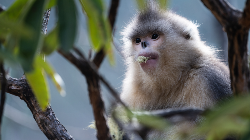Journey into China’s Rare Wildlife with CGTN’s Earth Day Initiative
