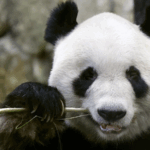 Wakayama_s_Giant_Pandas_Return_to_China_in_June - Khabar Asia Wakayama_s_Giant_Pandas_Return_to_China_in_June