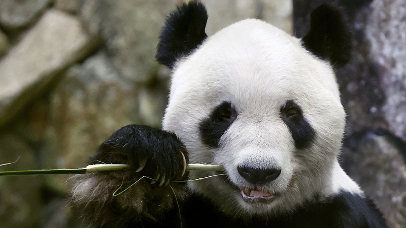 Wakayama_s_Giant_Pandas_Return_to_China_in_June - Khabar Asia Wakayama_s_Giant_Pandas_Return_to_China_in_June