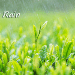 Z37WM0FO8G1ROF5MSSE0 - Khabar Asia China’s Grain Rain Ushers in Spring’s Final Harvest Promise