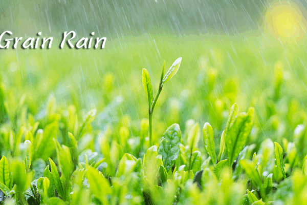 China’s Grain Rain Ushers in Spring’s Final Harvest Promise China’s Grain Rain Ushers in Spring’s Final Harvest Promise
