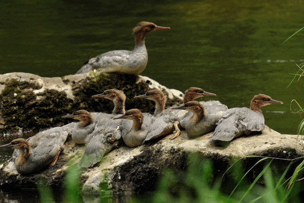 Rare Duck Chicks Hatch in Jilin: Conservation Win for China’s Wildlife Rare Duck Chicks Hatch in Jilin: Conservation Win for China’s Wildlife video poster