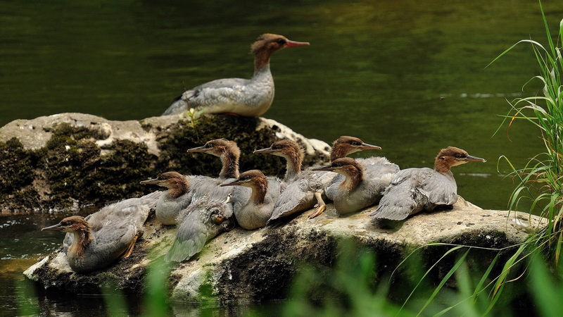 Rare Duck Chicks Hatch in Jilin: Conservation Win for China’s Wildlife video poster