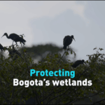 2VDW0DIS9ZHXX9RQS2TS - Khabar Asia Bogota’s Wetlands: A Lifeline in Water Crisis video poster