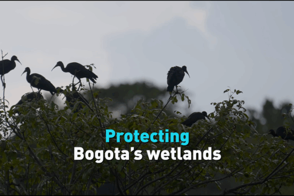 Bogota’s Wetlands: A Lifeline in Water Crisis Bogota’s Wetlands: A Lifeline in Water Crisis video poster