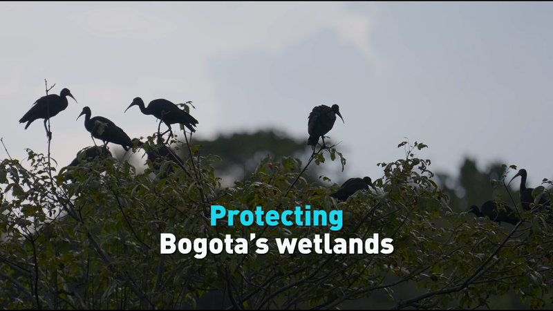 2VDW0DIS9ZHXX9RQS2TS - Khabar Asia Bogota’s Wetlands: A Lifeline in Water Crisis video poster