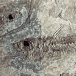 400_Million_Year_Old_Fish_Mystery_Solved__Key_Evolutionary_Breakthrough