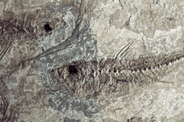 400-Million-Year-Old Fish Mystery Solved: Key Evolutionary Breakthrough 400_Million_Year_Old_Fish_Mystery_Solved__Key_Evolutionary_Breakthrough