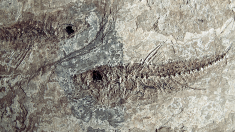 400_Million_Year_Old_Fish_Mystery_Solved__Key_Evolutionary_Breakthrough