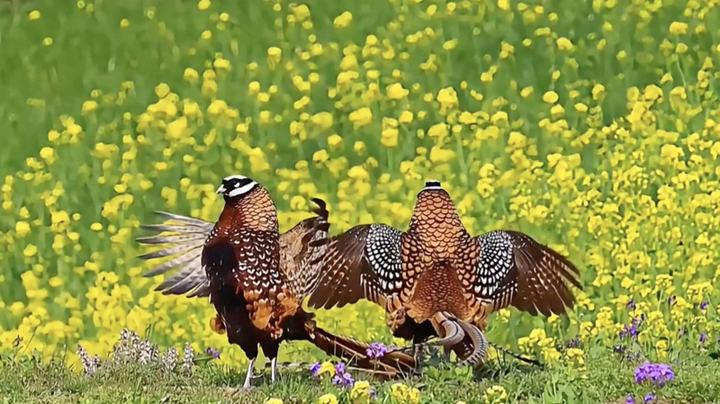 Silver Birders Soar: China’s Seniors Drive Eco-Tourism Boom Silver Birders Soar: China’s Seniors Drive Eco-Tourism Boom video poster