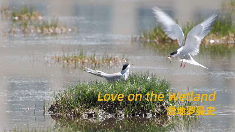 Love and Survival: A Tern’s Tale on Asia’s Wetlands Love and Survival: A Tern’s Tale on Asia’s Wetlands video poster