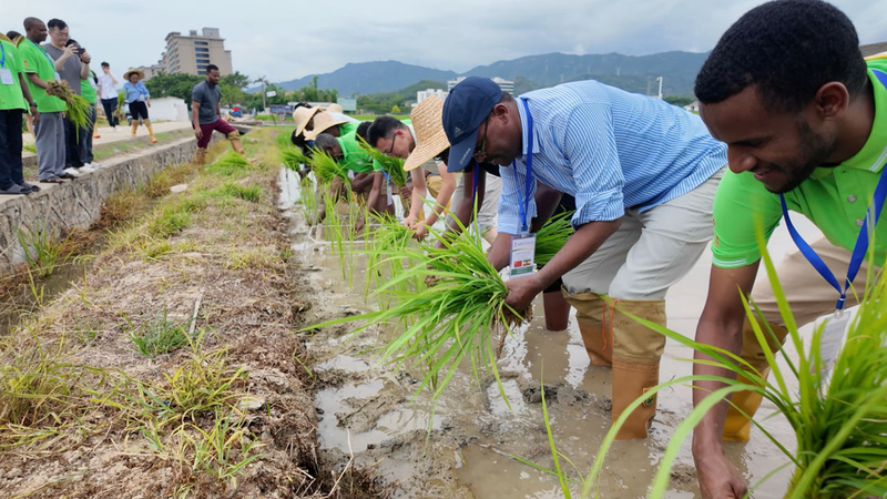 African Delegates Complete Perennial Rice Training in China, Eye Sustainable Farming African_Delegates_Complete_Perennial_Rice_Training_in_China__Eye_Sustainable_Farming