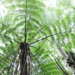 Ancient_Fern_Forest_Discovered_in_China_s_Yunnan_Mountains