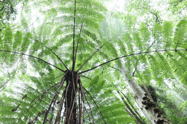 Ancient Fern Forest Discovered in China’s Yunnan Mountains Ancient_Fern_Forest_Discovered_in_China_s_Yunnan_Mountains