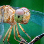 Animal_Brains_Inspire_Breakthroughs_in_Tech_and_Conservation_Efforts