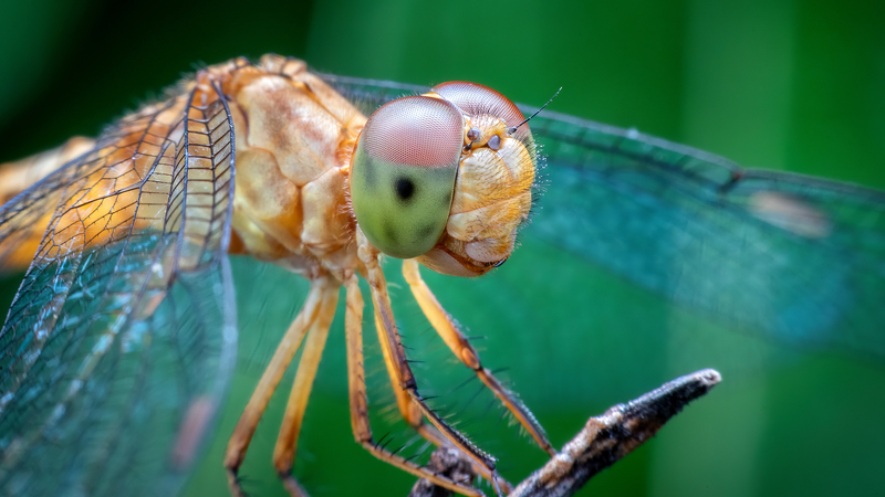 Animal_Brains_Inspire_Breakthroughs_in_Tech_and_Conservation_Efforts