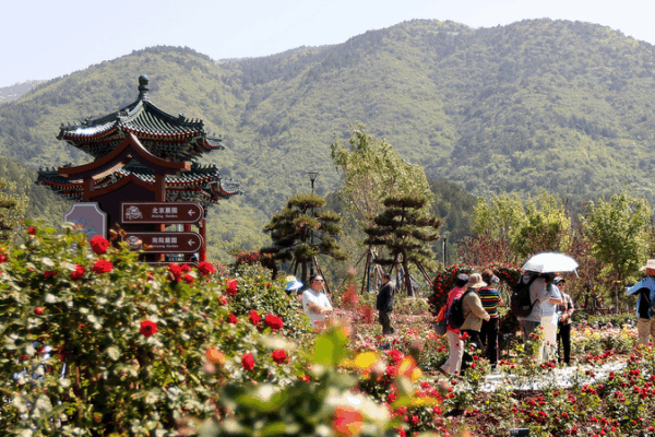 Beijing Blossoms: AI and Roses Fuel Tourism Innovation in Mentougou District Beijing_Blossoms__AI_and_Roses_Fuel_Tourism_Innovation_in_Mentougou_District