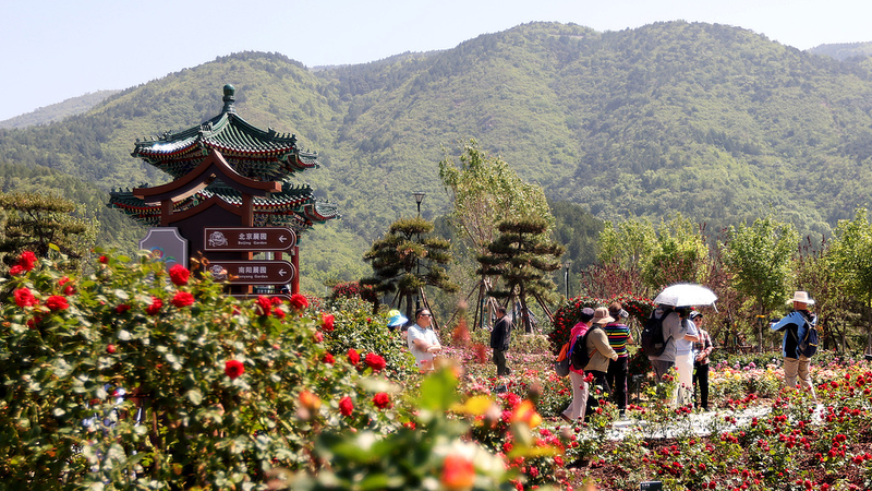 Beijing_Blossoms__AI_and_Roses_Fuel_Tourism_Innovation_in_Mentougou_District