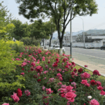 Beijing_s_21km_Rose_Avenue_Blooms_into_Tourist_Hotspot_poster - Khabar Asia Beijing_s_21km_Rose_Avenue_Blooms_into_Tourist_Hotspot video poster