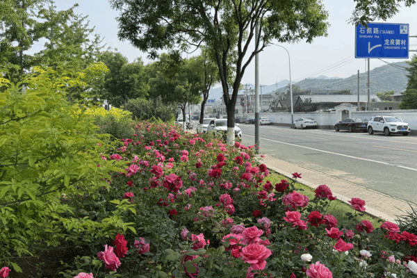 Beijing’s 21km Rose Avenue Blooms into Tourist Hotspot Beijing_s_21km_Rose_Avenue_Blooms_into_Tourist_Hotspot video poster