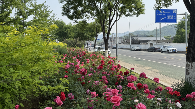 Beijing_s_21km_Rose_Avenue_Blooms_into_Tourist_Hotspot_poster - Khabar Asia Beijing_s_21km_Rose_Avenue_Blooms_into_Tourist_Hotspot video poster