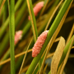 Biocontrol_Backfire__Invasive_Plants_Thrive_Under_Pressure__Study_Finds - Khabar Asia Biocontrol_Backfire__Invasive_Plants_Thrive_Under_Pressure__Study_Finds