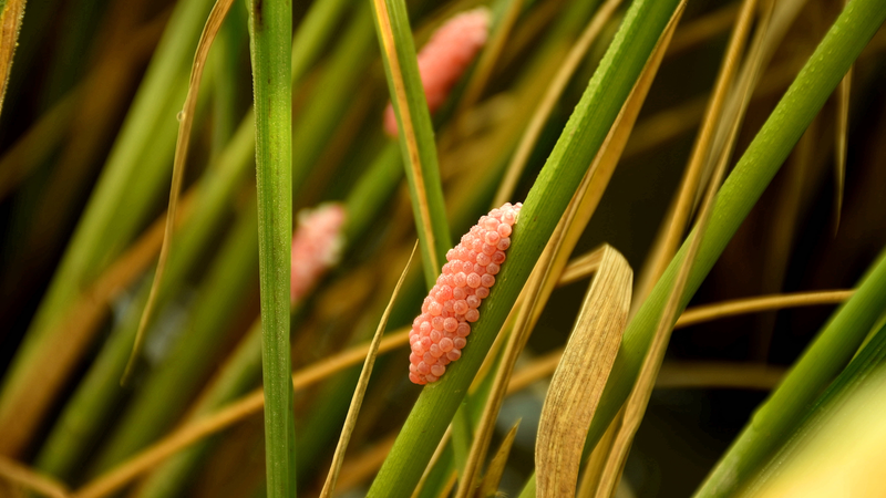 Biocontrol_Backfire__Invasive_Plants_Thrive_Under_Pressure__Study_Finds