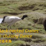 Black_Necked_Cranes__Dance_of_Defense_Marks_Biodiversity_Day_in_Xizang_Wetlands video poster