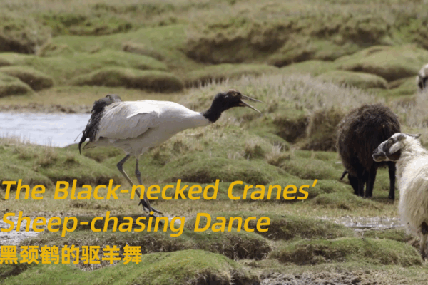 Black-Necked Cranes’ Dance of Defense Marks Biodiversity Day in Xizang Wetlands Black_Necked_Cranes__Dance_of_Defense_Marks_Biodiversity_Day_in_Xizang_Wetlands video poster