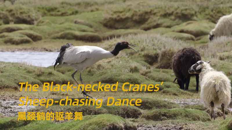 Black_Necked_Cranes__Dance_of_Defense_Marks_Biodiversity_Day_in_Xizang_Wetlands video poster